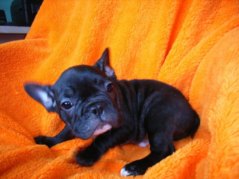 Adorabili cuccioli di Bulldog Francese femminucce e maschietti disponibili per l'adozione gratuita