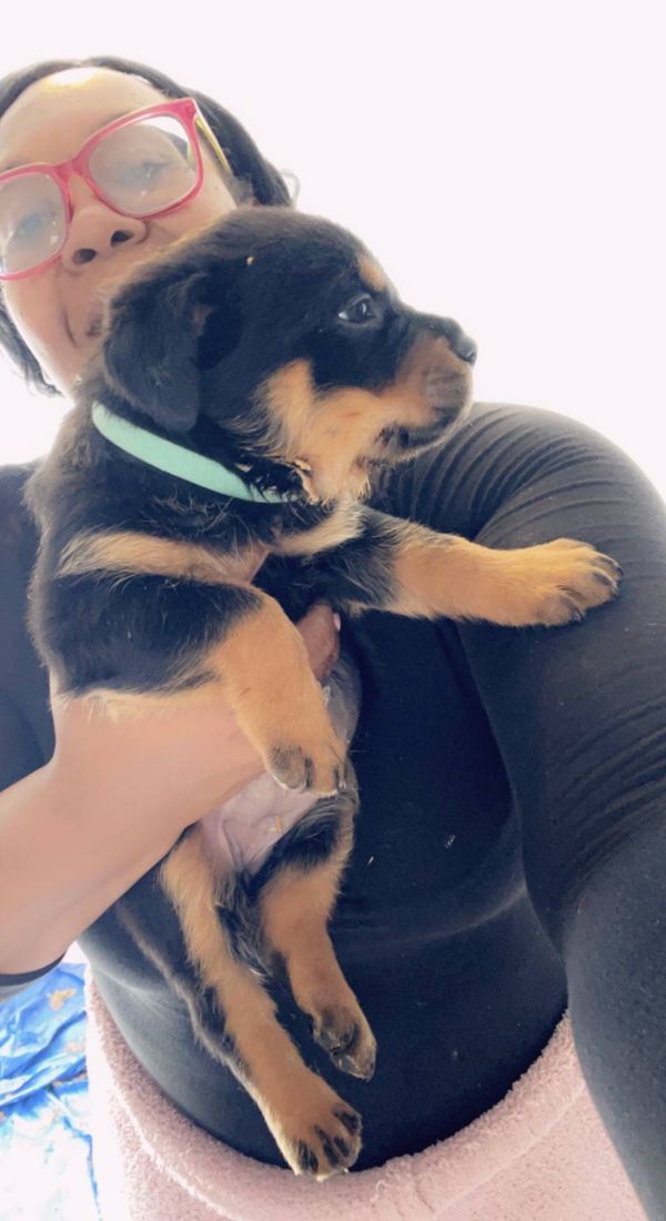  Regalo Cuccioli di Rottweiler 