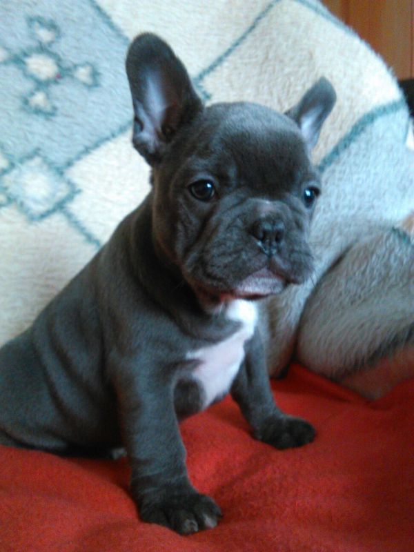 Bulldog Francese