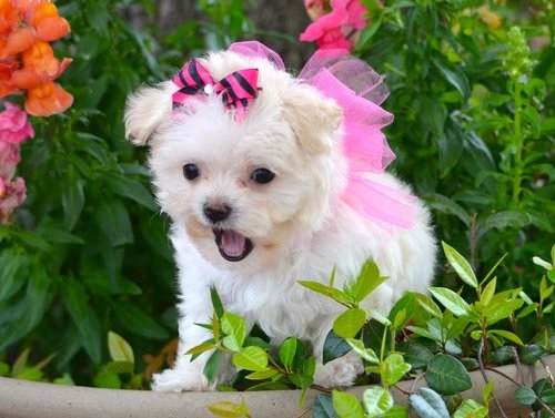 Cuccioli di micro maltese per adozione ( regalo  )