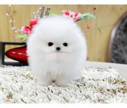 Regalo offro regalo cuccioli di Pomeranian
