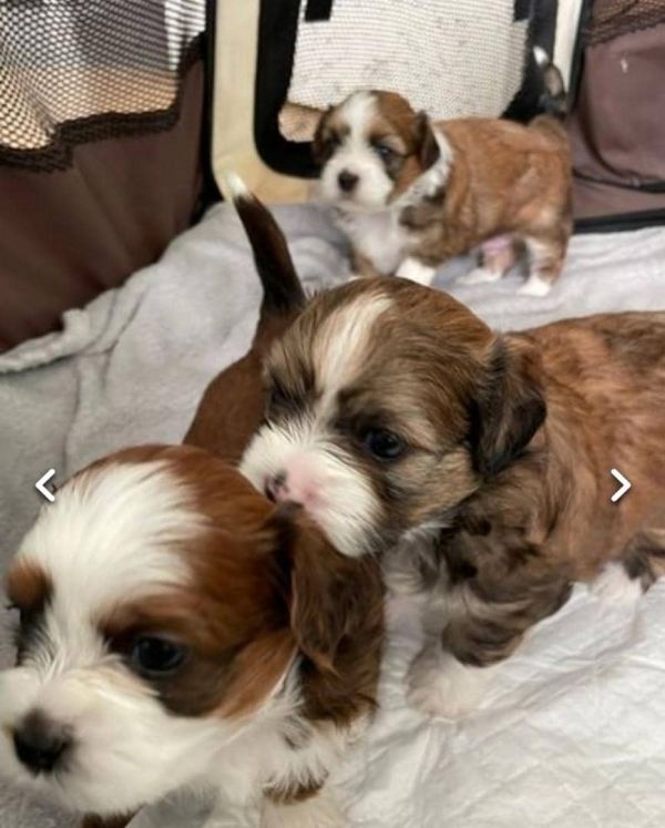 REGALO Cuccioli Shih Tzu