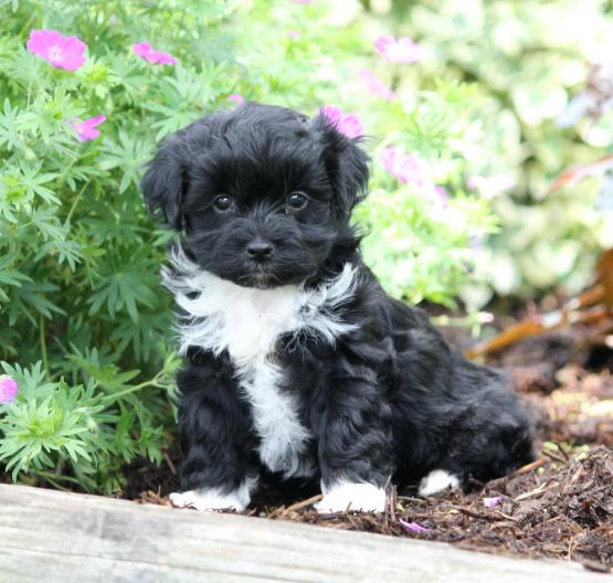 Regalo Cuccioli di Havanaise in pronta consegna i cuccioli verranno Dato dopo 90 giorni dalla nascit