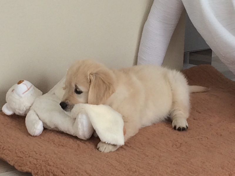 Molto bella e sani cuccioli di golden retriever per adozione maschi e femmine disponibili (gratis) 