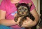 Yorkshire Terrier cuccioli Adorabile