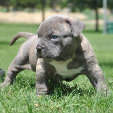 Adorabili cuccioli di cane corso femminucce e maschietti disponibili per l'adozione cuccioli sono va