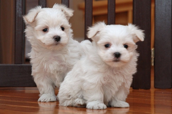 Adorabili cuccioli maltesi eccezionali