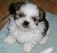 Cuccioli Shihtzu taglia piccola