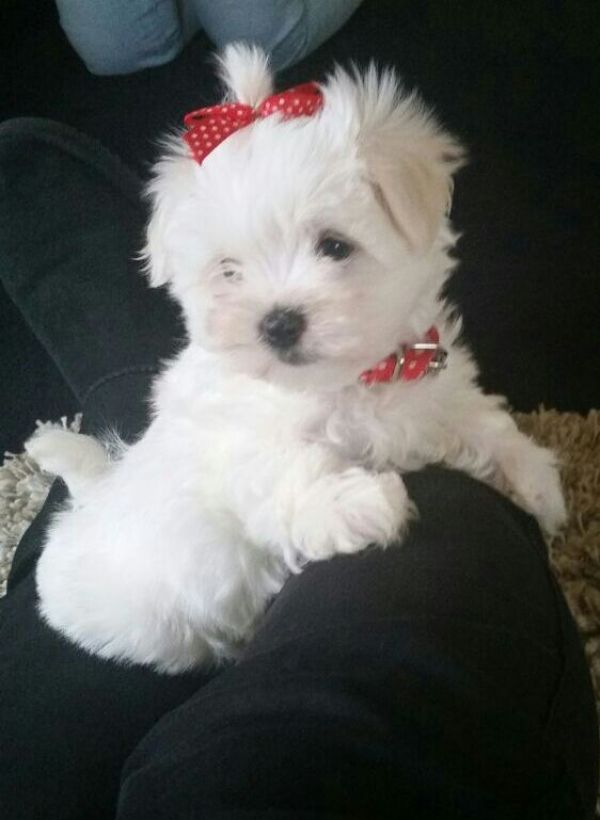 Cuccioli maltese mini toy con pedigree 