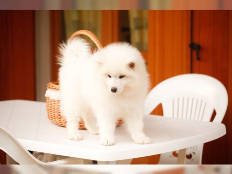  regalo cuccioli di samoiedo disponibili per l'adozione