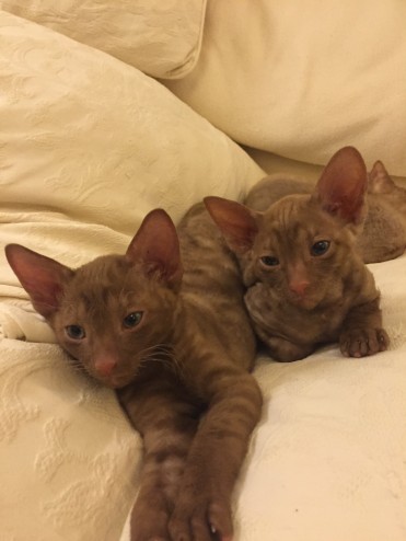 Bellissimo gattino Cornish Rex