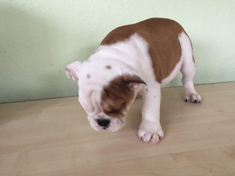  cuccioli di bulldog inglise  per adozione ( regalo  )
