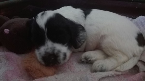 Splendido cucciolo cocker