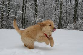 Adorabili cuccioli di golden retriever femminucce e maschietti disponibili per l'adozione cuccioli s