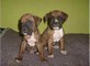 Cuccioli di BOXER disponibili.  cuccioli di BOXER disponibili...