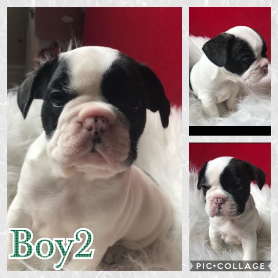 REGALO Cuccioli di Bulldog Francese