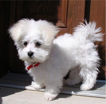 Adorabili cuccioli maltesi eccezionali