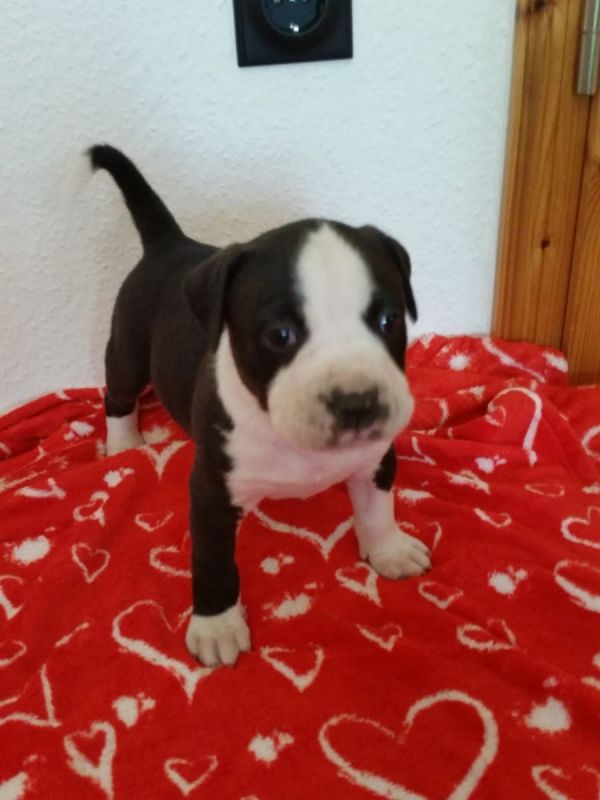 Molto bella e sani  cuccioli di pitbull per adozione maschi e femmine disponibili (gratis) 