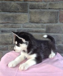 Regalo Cuccioli Siberian Husky 