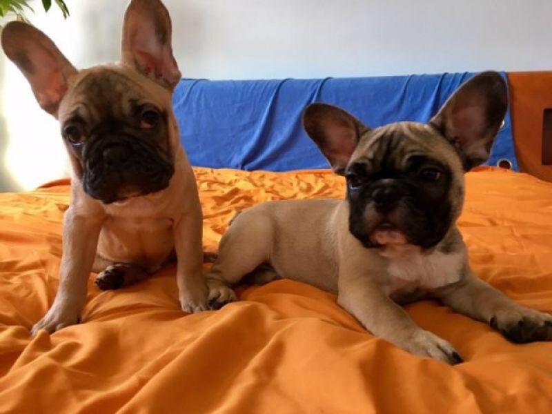 REGALO Bulldog francese blu bianco femmina e maschio