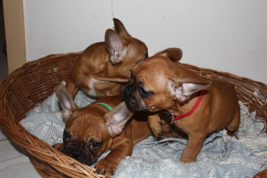   cuccioli di Bulldog Francese per adozione ( regalo  )