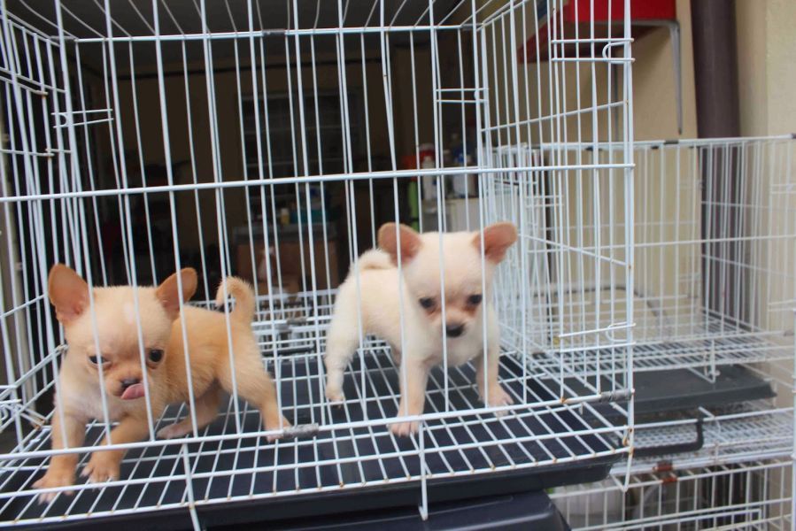 Regalo Chihuahua cuccioli disponibili