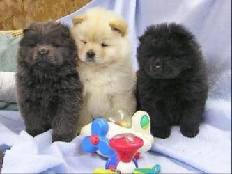 Vendo bellissima cuccioli Chow Chow