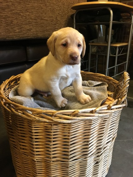Regalo uccioli di labrador 