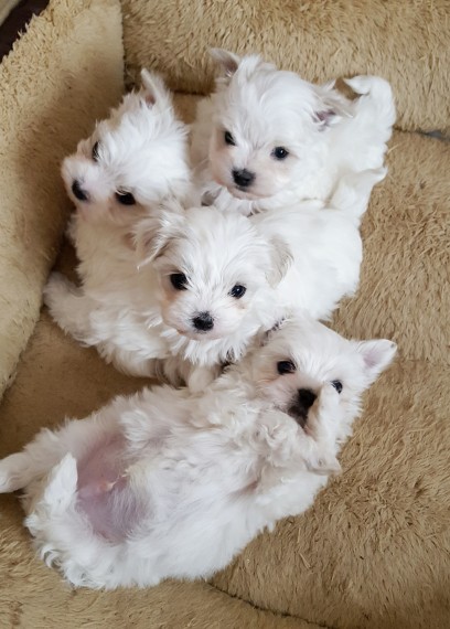 REGALO Dolci cuccioli Maltese per l'adozione