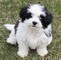 Cuccioli Shih Tzu maschio e femmina disposti