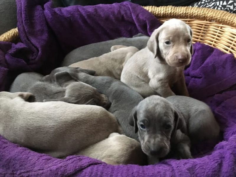REGALO Cuccioli di Weimaraner
