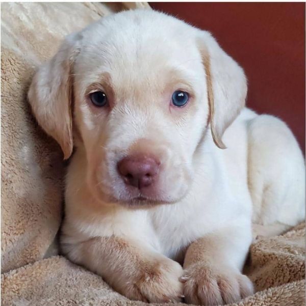 Bello Labrador , Maschio e femmina,In regalo