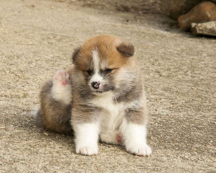Molto bella e sani cuccioli di akita-inu  per adozione maschi e femmine disponibili (gratis)