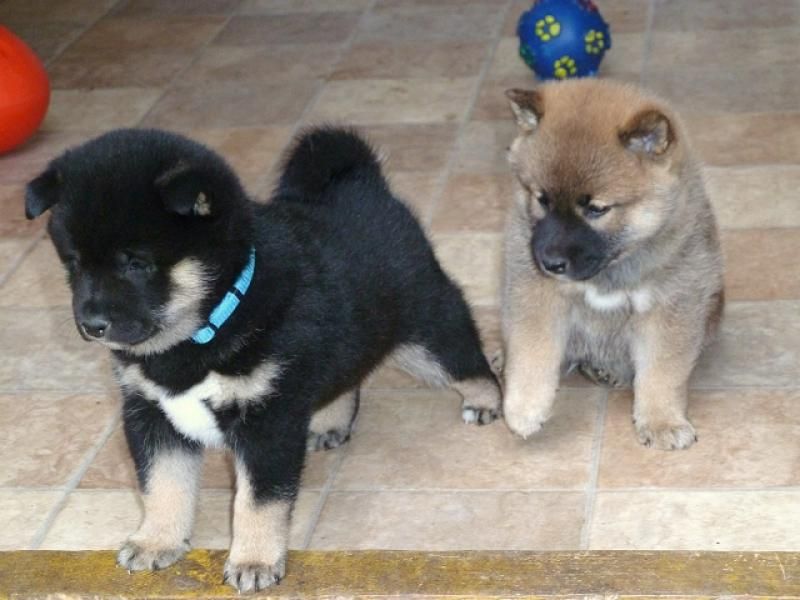 Regalo cuccioli shiba inu