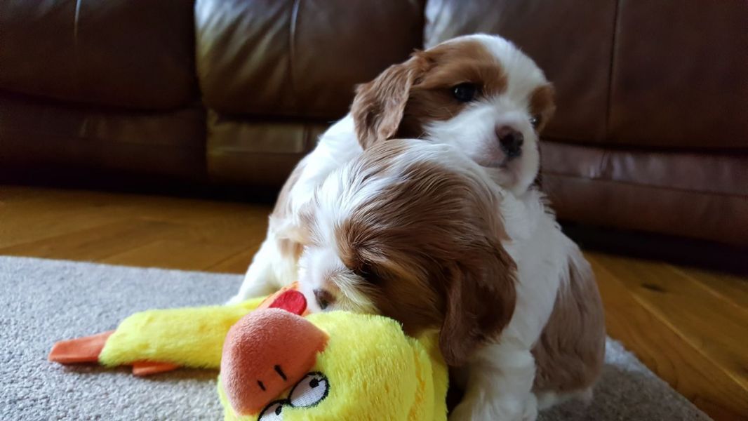 Cuccioli di cavalier king disponibili