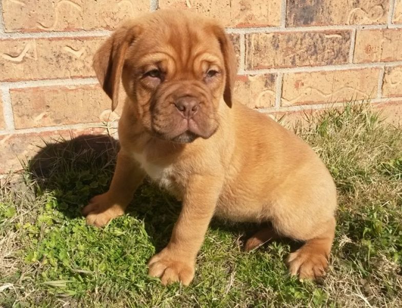 REGALO Bellissimi maschi e femmine dogue de bordeaux cuccioli