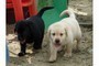 Bellissimi cuccioli di LABRADOR RETRIEVER