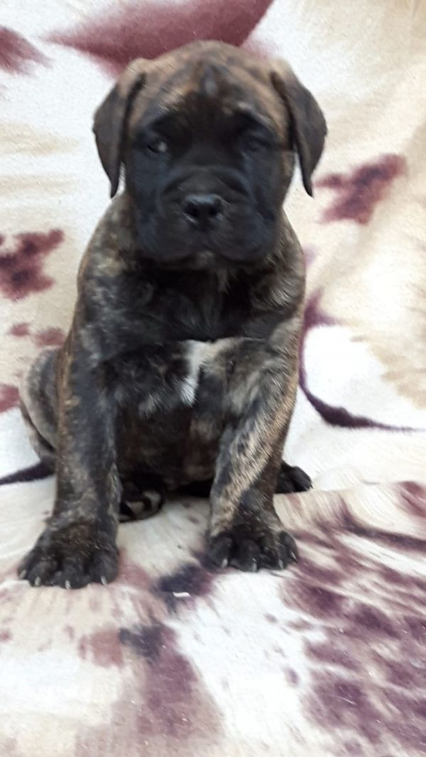 Molto bella e sani cuccioli di bulldog francese per adozione  