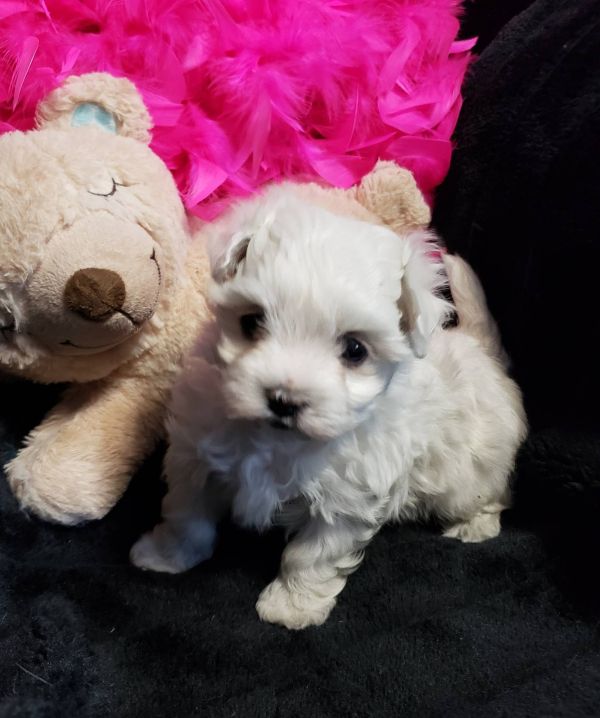 Cuccioli Di Maltese Toy E-MAIL  (marieiris783@gmail.com)