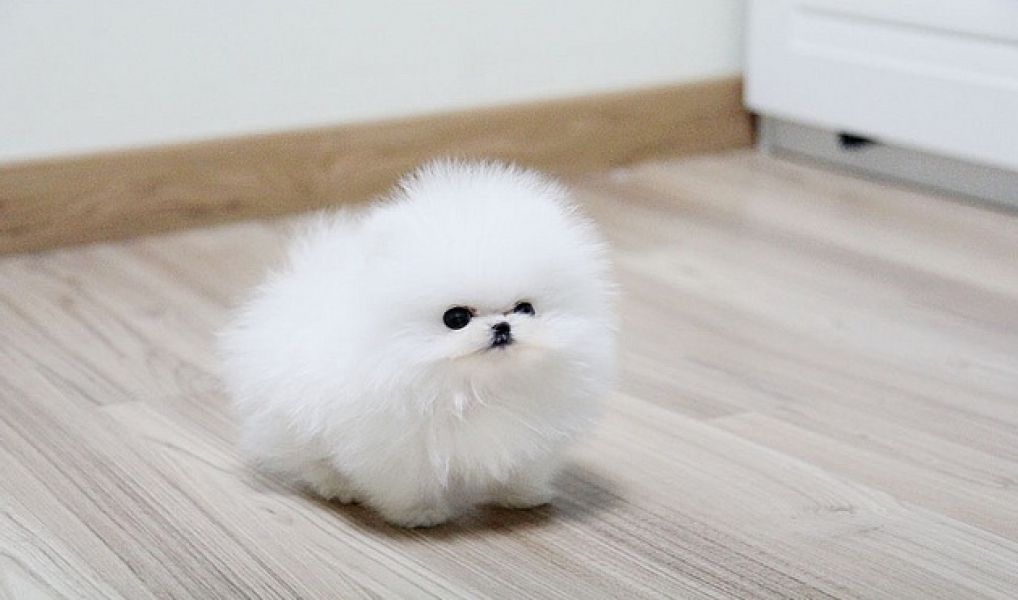 Offriamo ottimi cuccioli di Volpino di Pomerania 2 Maschietti e 1 Femminucce, 