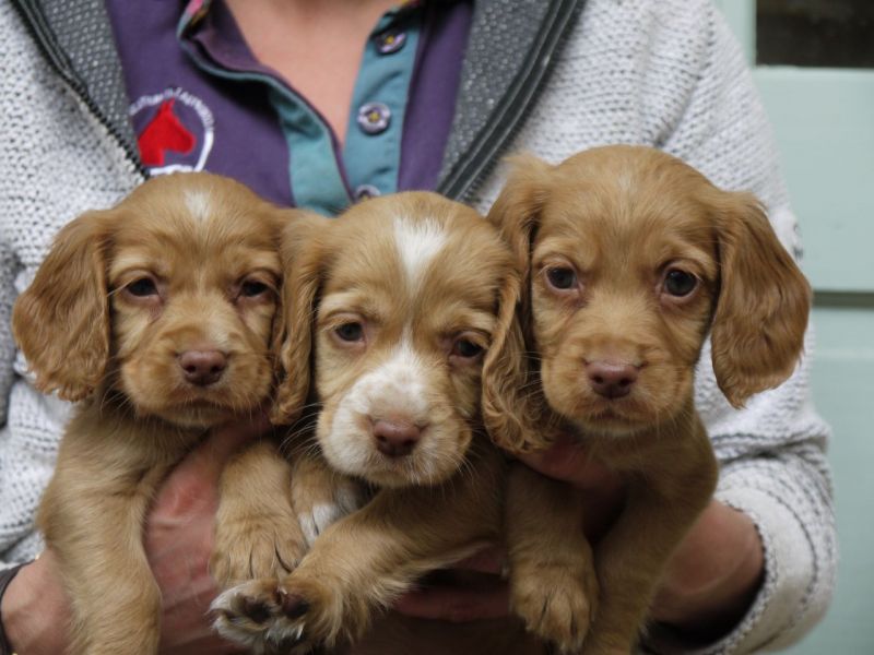 REGALO Cuccioli Coker Spaniel