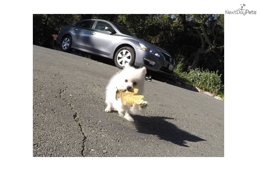  regalo cuccioli di volpino pomerania disponibili per l'adozione