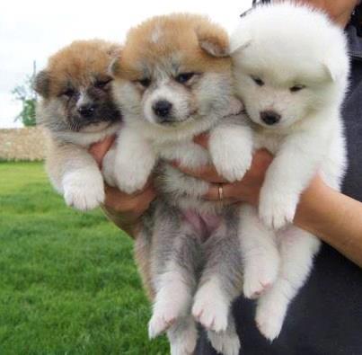 Adorabili cuccioli di akita-inu femminucce e maschietti disponibili