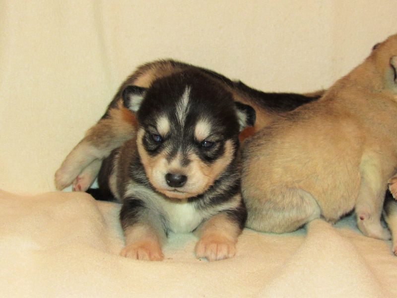 Molto bella e sani cuccioli di Sibarian husky  per adozione maschi e femmine disponibili (gratis)