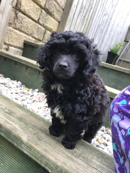 Regalo abbiamo cuccioli di barboncino