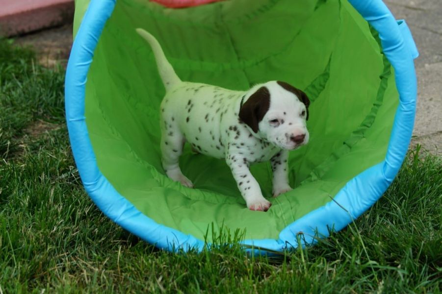  cuccioli di dalmata per adozione per adozione ( regalo )