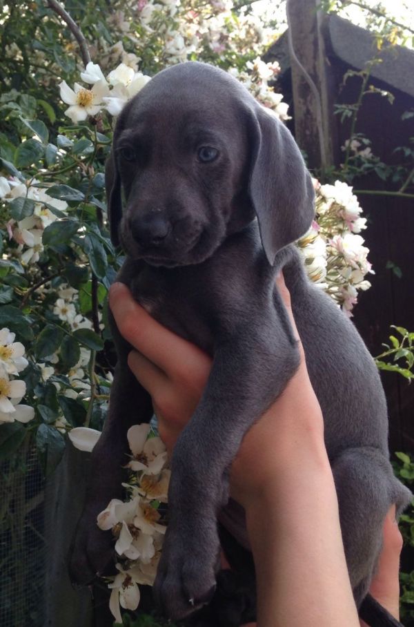 Regalo Cucciolata di weimaraner con 1 vaccinazione, sverminati, dotati di microchip con iscrizione a