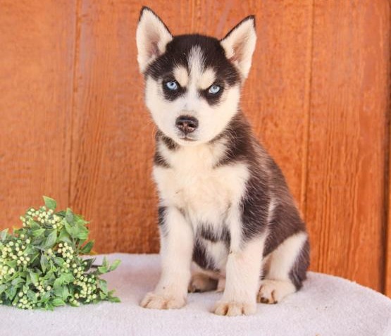 Husky cuccioli introvabili cuccioli di Husky albicoca intelligenti e dolcissimi attaccati al padrone