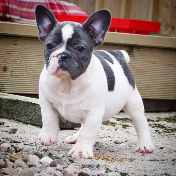 Cuccioli di razza bulldog francese per adozione 