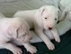 Cuccioli dogo argentino  cuccioli dogo argentino